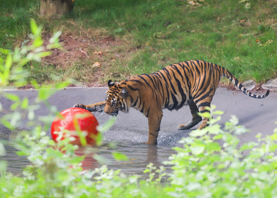 Bays Hits £30,000 Milestone for Animal Conservation